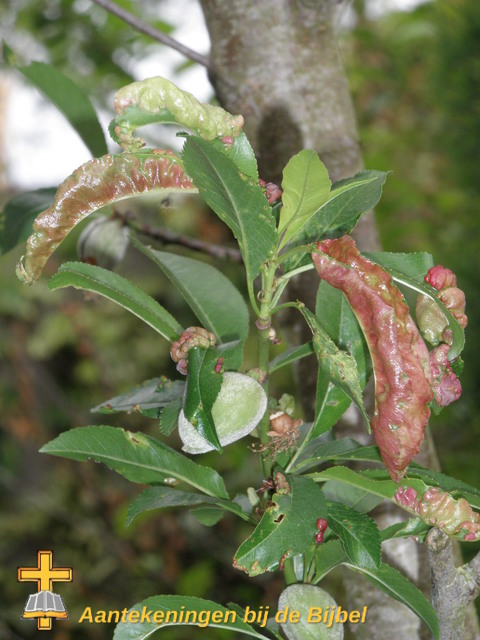 Prunus amygdalus (blad)