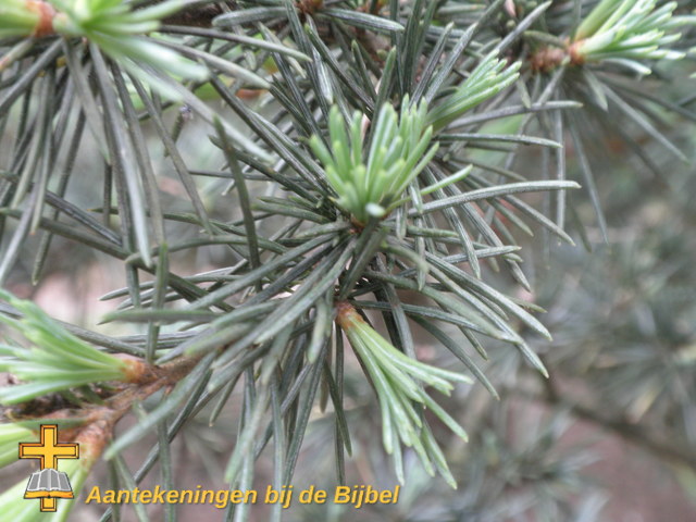 Cedrus brevifolia (naalden)